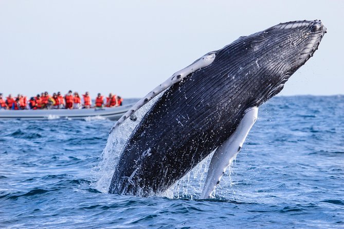 Whale Watching Experience - Important Notes