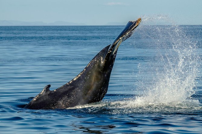 Whale Watching From the Heart of Akureyri - Additional Information