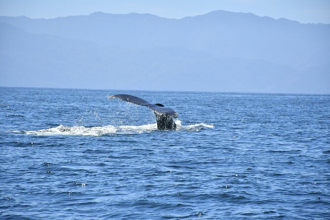 Whale Watching Guaranteed Experience in Puerto Vallarta - Meeting and Pickup