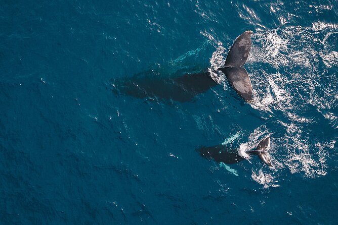 Whale Watching in Cabo San Lucas: Sightseeing Cruise and Shopping - Small-Group Tour Experience