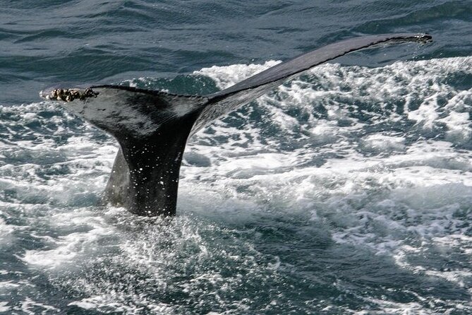 Whale Watching in Húsavík With Friends of Moby Dick - Background