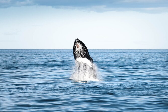 Whale Watching in Husavik - Tour Expectations and Policies