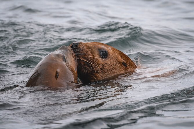 Whale Watching Nanaimo Open Boat Tour - Cancellation Policy