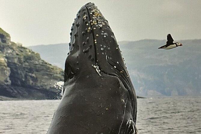 Whale Watching, Shark and Cod Fishing, From St. Johns Harbor - Cancellation Policy and Refunds