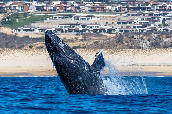 Whale Watching & Snorkeling Combo in Los Cabos With Photos Included - Review Examples