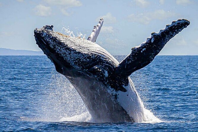 Whale Watching & Snorkeling Private Yacht Tour Cabo With Food & Drinks - Reviews