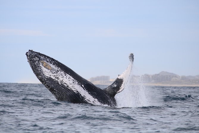 Whale Watching, The Famous Arch and Fast Boat Tour in Los Cabos - Reviews and Recommendations