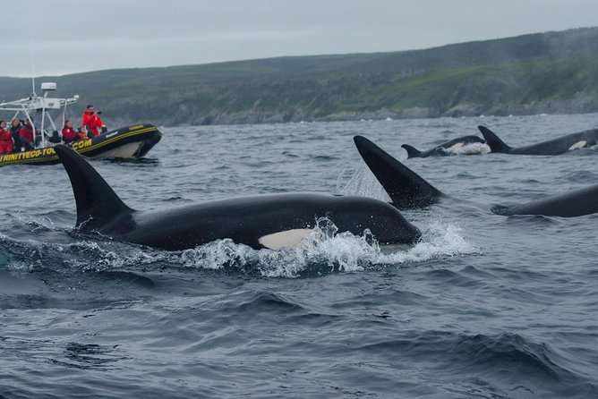 Whale Watching Tour by Zodiac and Tow N Go Kayak With 2-Nights Accomm. Package - Common Questions