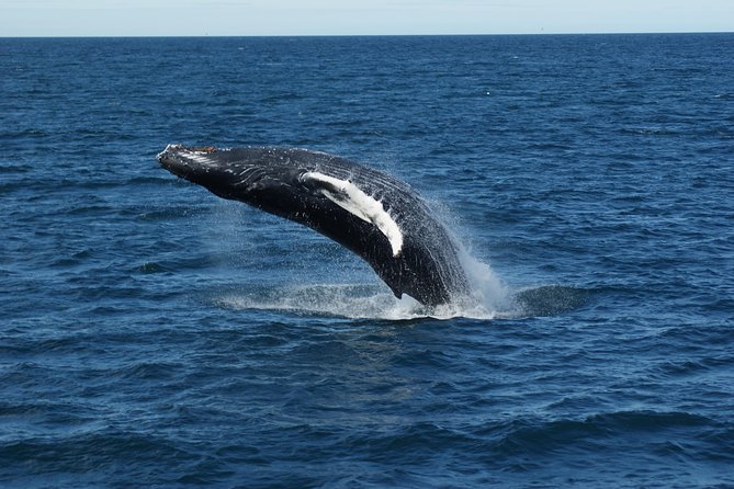 Whale Watching Tour From Reykjavik - Common Questions