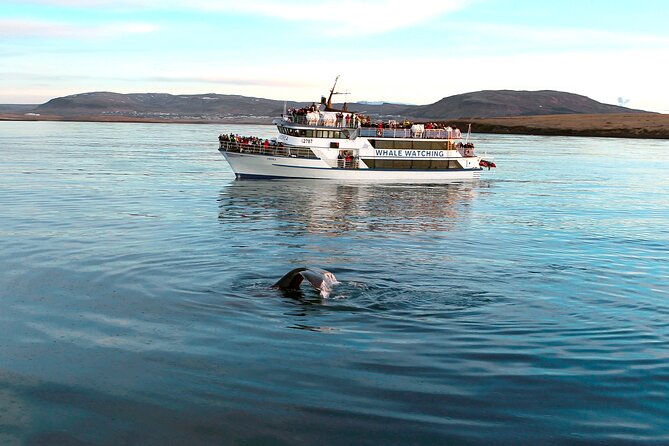 Whale-Watching Tour From Reykjavik - Customer Experiences and Feedback