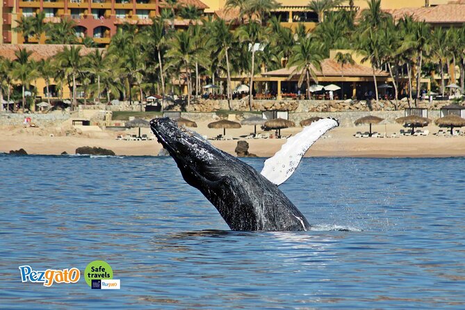 Whale Watching Tour in Los Cabos - Customer Reviews