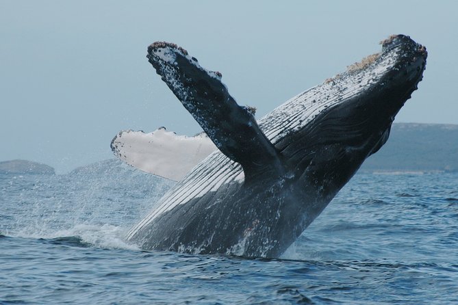Whale Watching Tour Leaded by Biologist at 1 Pm - The Sum Up