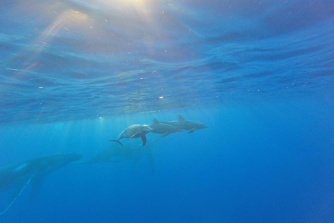 Whale Watching Tours in Bora Bora - Traveler Photos and Experiences