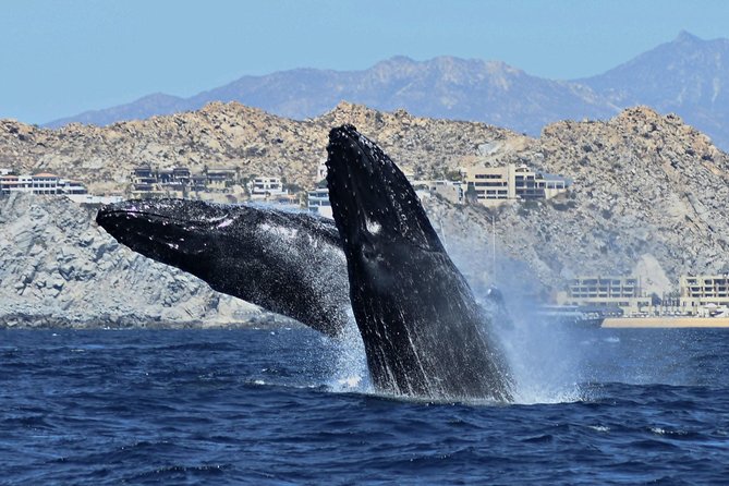 Whale Watching With Hydrophones! Hear the Whales! - Meeting Point and Pickup Details