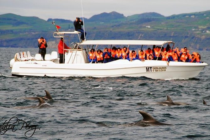 Whales and Dolphins Vila Franca Islet (Full Day With Lunch) - Lunch, Duration, and Value for Money