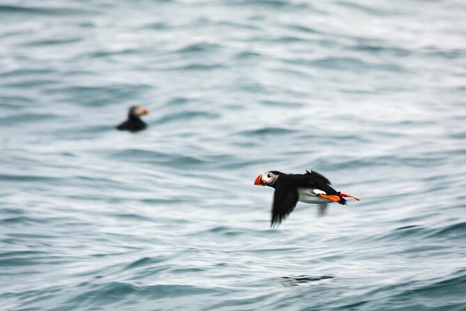 Whales and Puffins Tour From Husavik - Additional Information and Resources