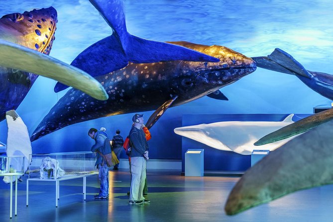 Whales Of Iceland Admission Ticket - Family-Friendly Experience in Reykjavik