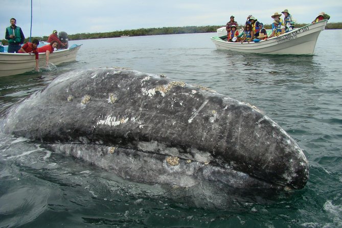 Whales Tour From La Paz - Traveler Photos and Reviews Overview