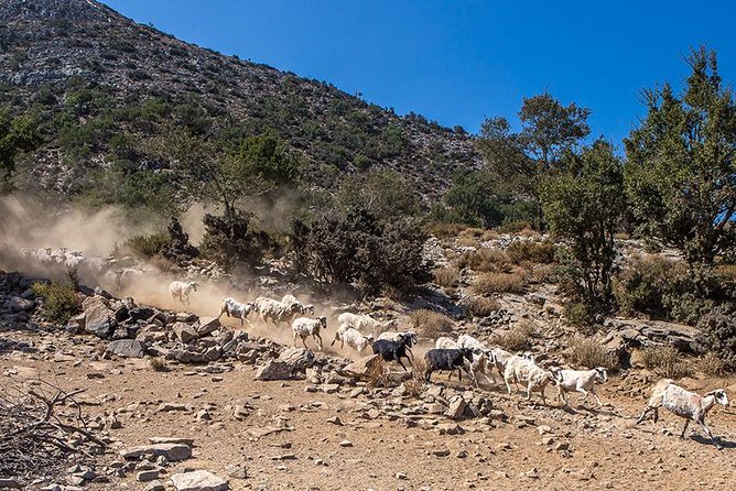 White Mountains - Semi Private Safari Tour With Tastings & Lunch - Traveler Reviews and Photos