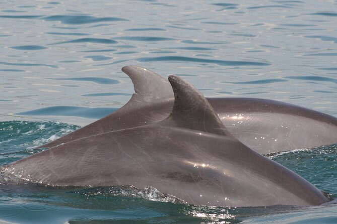 Wild Dolphins Encounter & Snorkeling - Additional Information