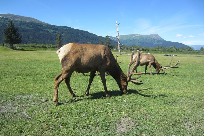 Wildlife and Glaciers With a Walk in the Rainforest - Positive Reviews and Recommendations