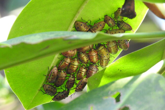 Wildlife at Sungei Buloh Wetland Reserve - Nature Conservation Efforts