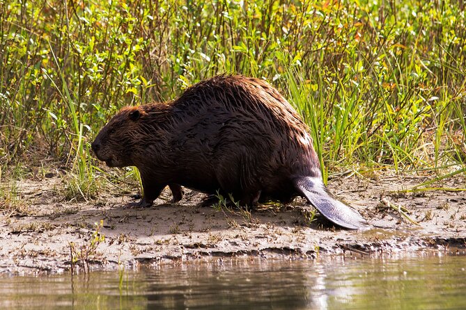 Wildlife Big Canoe Tour in Banff National Park - Directions to the Meeting Point