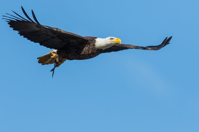 Wildlife on the Bow Canoe Tour - Common Questions