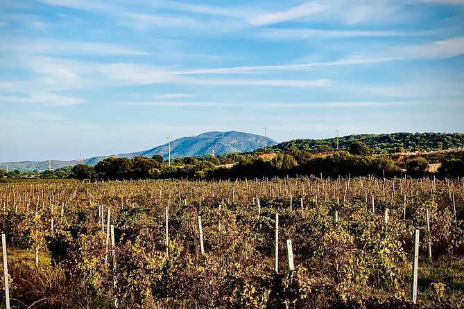 Wine & Food Tour in Sardinia : Small Group - Small Group Benefits