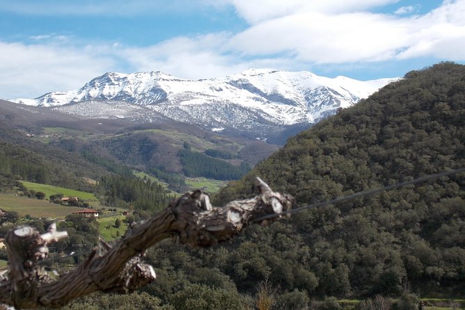 Wine Tour and Tasting With a Lot of Flavour - Experience a Flavourful Wine Tour