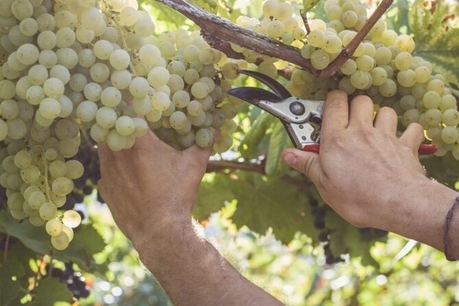Wine Tour (Lunch Included) - Common Questions
