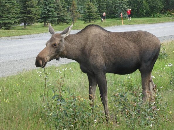 Winter - Anchorage All Around City Tour - Reviews and Ratings