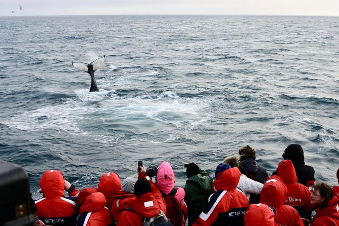 Winter Whale Watching & Northern Lights Cruise Combo From Reykjavik - Key Points