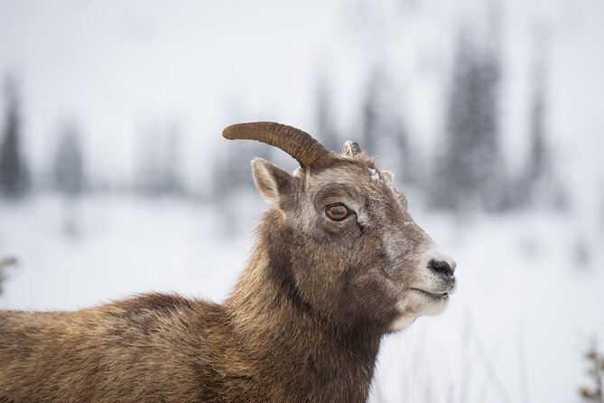 Winter Wilderness & Wildlife Tour - 3hr / Ice Cleats Included - Whats Included