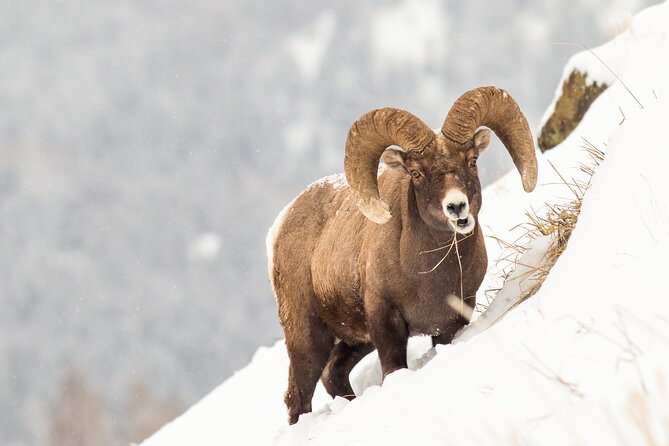 Winter Yellowstone Tour (With Optional Hike or Snowshoe) - Wildlife Spotting Opportunities