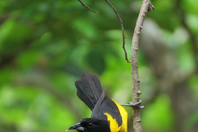 Xocen Birding - Jungle Experience in Xocén