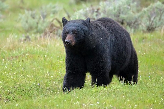 Yellowstone Custom Wildlife and Nature Tour - Captivating Traveler Photos of Yellowstone