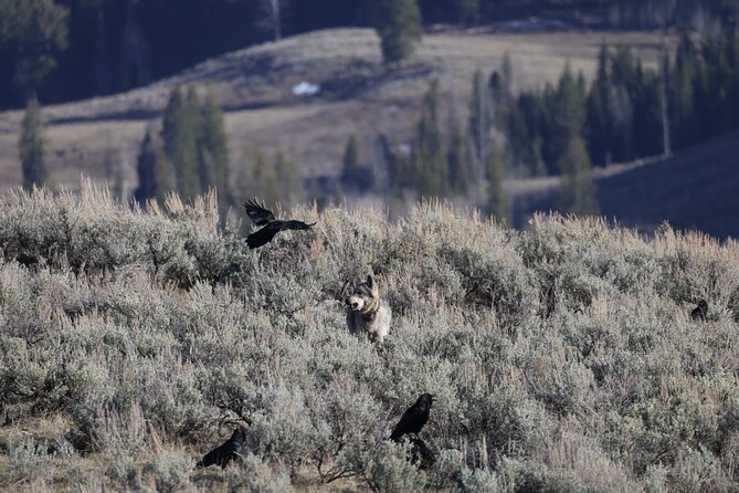 Yellowstone Full-Day Upper Loop With Wildlife Adventure W/Lunch - The Sum Up