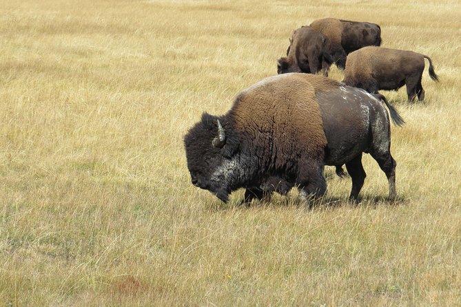 Yellowstone & Grand Teton National Parks - Ultimate Wildlife Safari - Beauty and Diversity of the Ecosystem