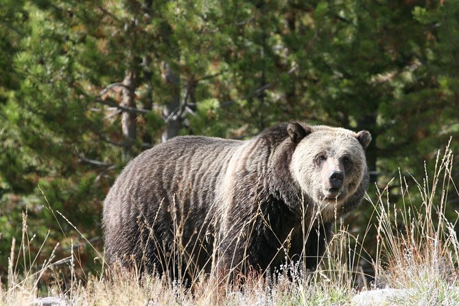 Yellowstone National Park - Full-Day Lower Loop Tour From West Yellowstone - Additional Information