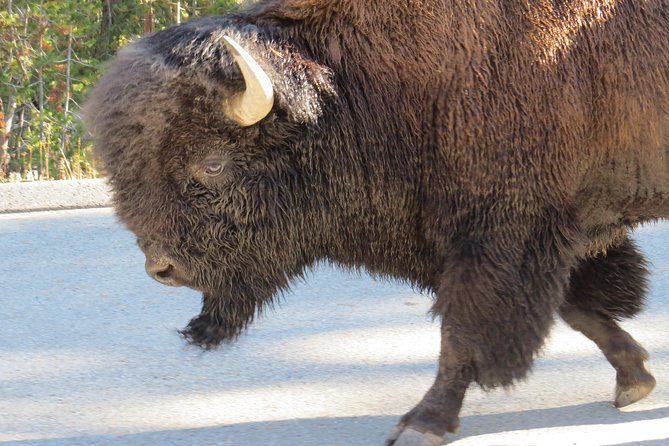 Yellowstone National Park - PRIVATE Full-Day Lower Loop Tour From W. Yellowstone - Cancellation Policy