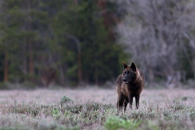 Yellowstone National Park Private Tour - Additional Information