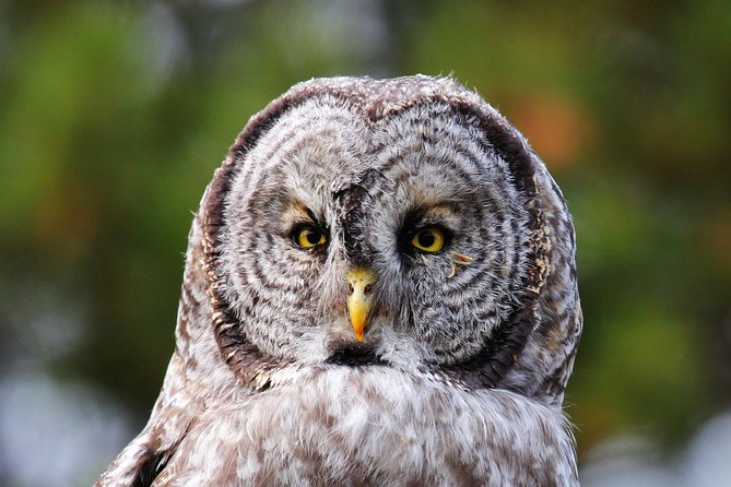 Yellowstone Private Upper Loop Tour With Lunch - Pricing and Terms