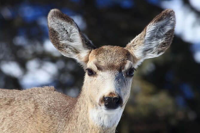 Yellowstone Snowshoe Safari From Bozeman - Private Tour - Reviews