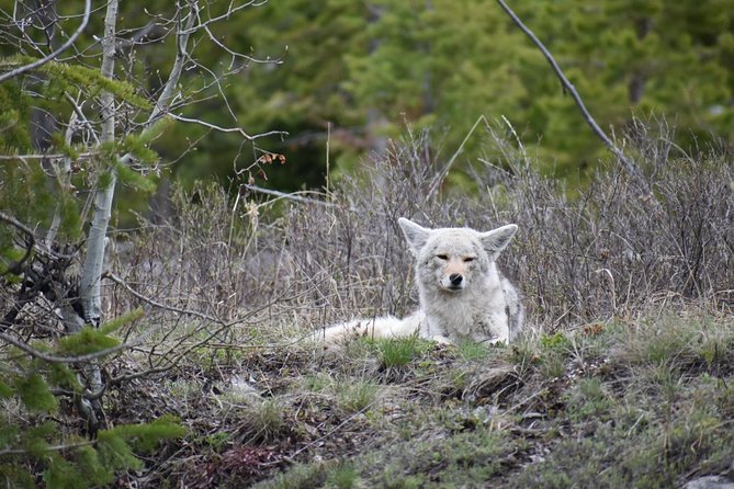 Yellowstone Western Tours - Start and End Times