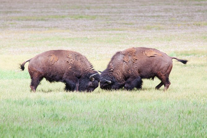 Yellowstone Wildlife Safari From Bozeman - Private Tour - Meeting Point Details