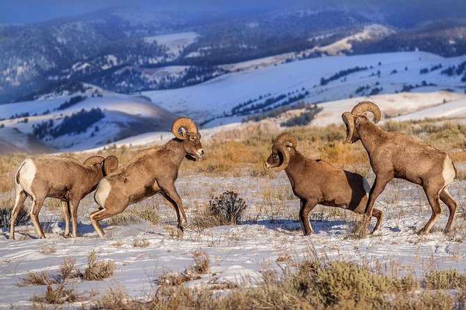 Yellowstone Winter Wildlife 4-Day Tour  - Gardiner - Reviews