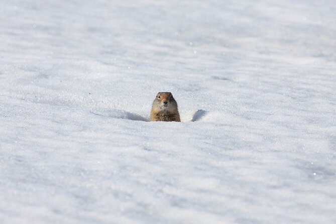 Yellowstone Winter Wildlife Safari From Bozeman - Private Tour - Price and Additional Information