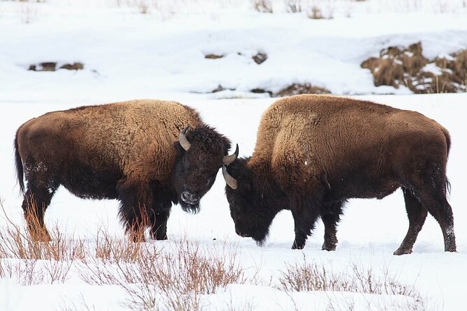 Yellowstone Winter Wildlife Safari From Bozeman - Additional Information and Tips