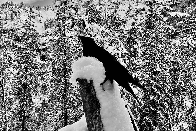 Yosemite Winter Highlights Small Group Tour - Winter Activities